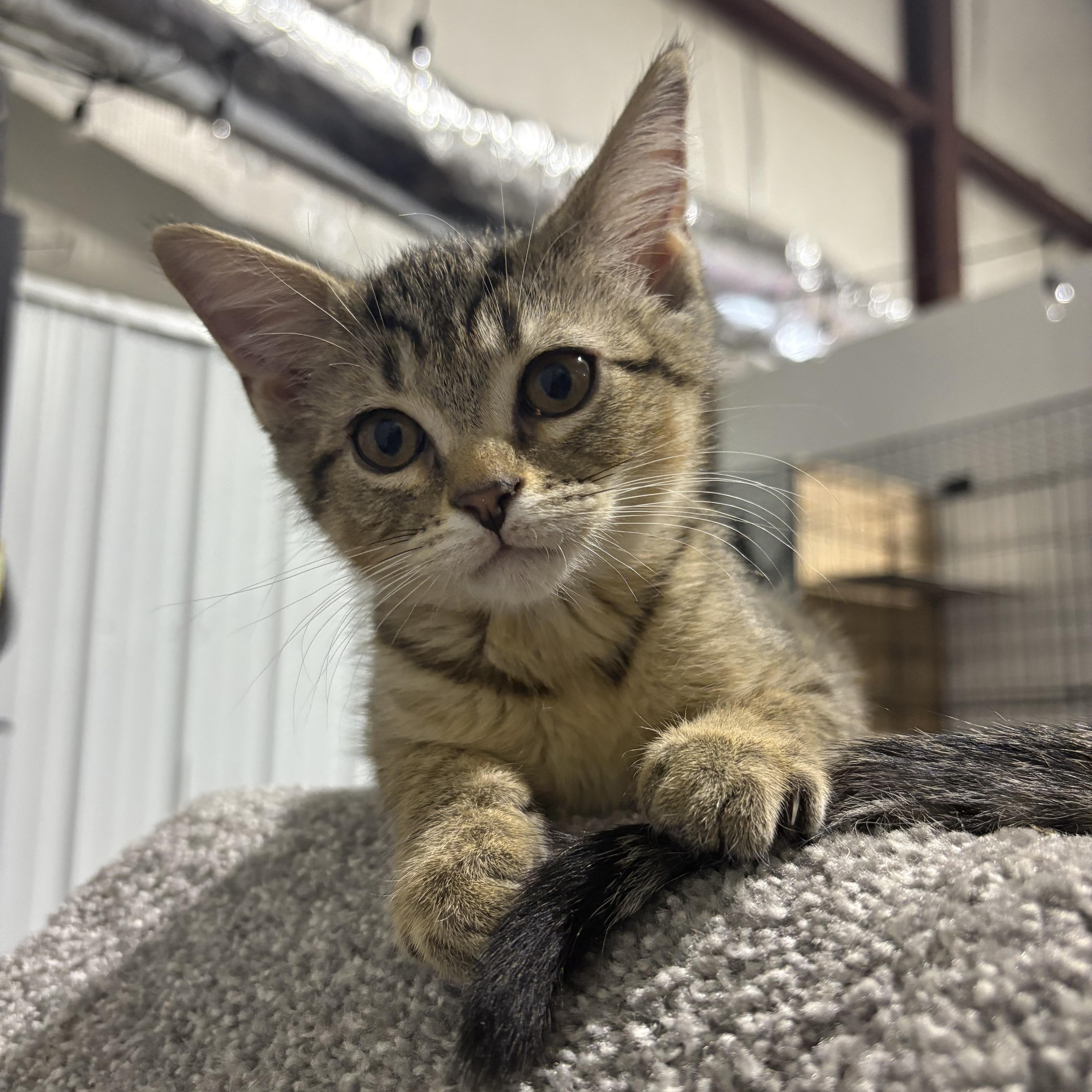 Marty, Adoptable, Young Female Domestic Short Hair.