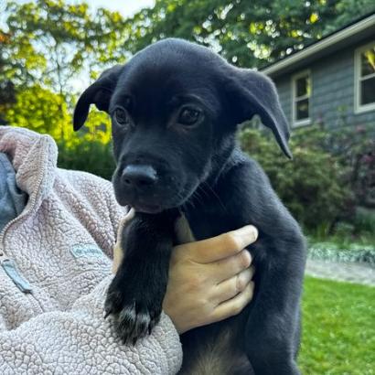 NY Ding Dong (Foster in Yorktown Heights NY), Adoptable, Puppy Male Australian Shepherd & Labrador Retriever.