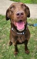 Chuck, Adoptable, Young Male Labrador Retriever.