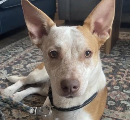 Target, Adoptable, Young Male Cattle Dog & Cardigan Welsh Corgi.