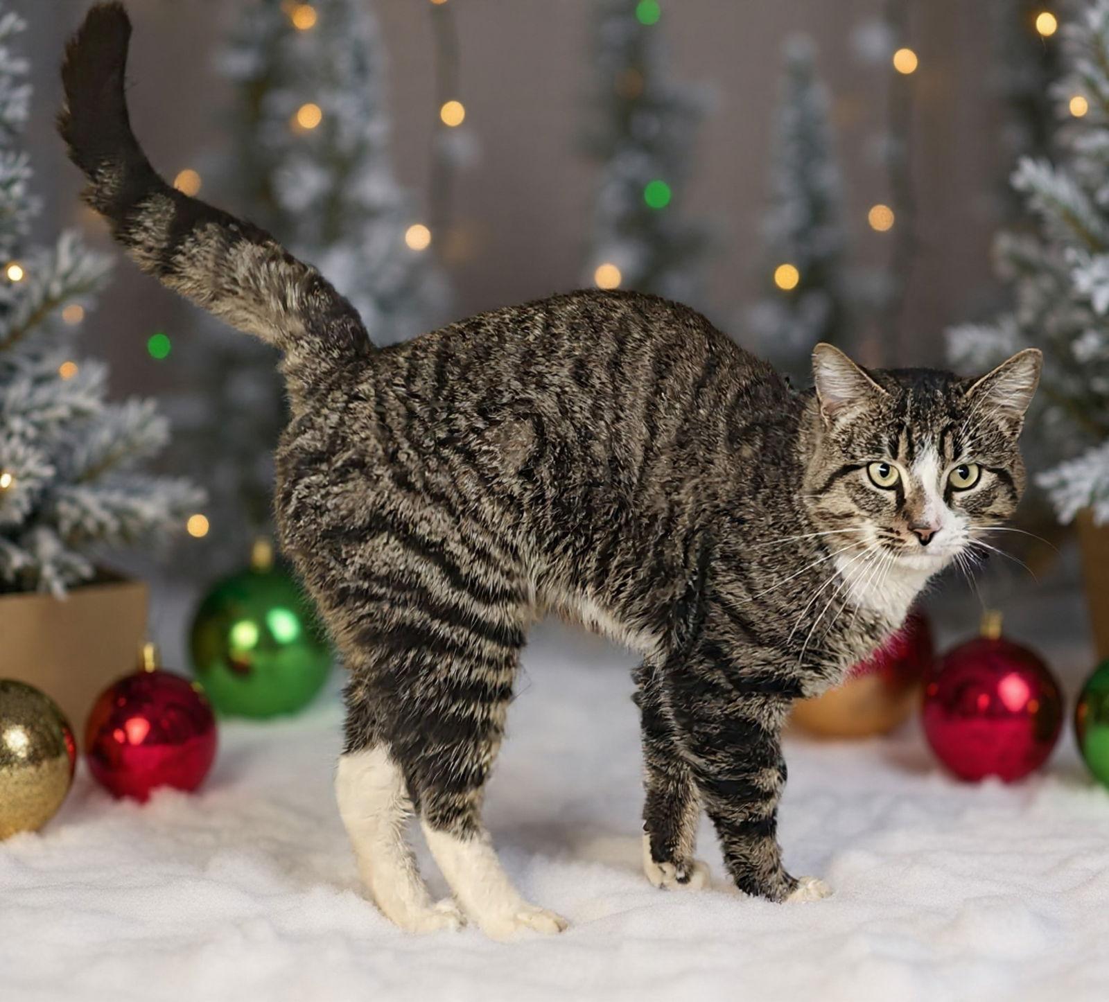 Charlie Brown 25/839, Adoptable, Young Male Domestic Short Hair.