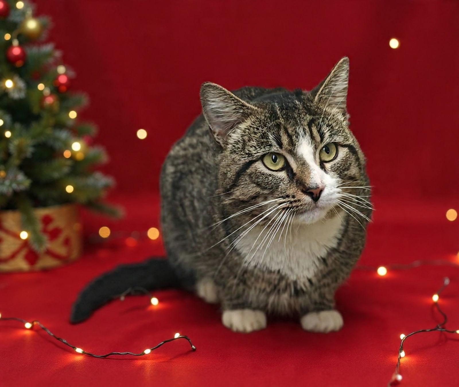 Enlarge Charlie Brown 25/839, a Adoptable Domestic Short Hair in Talladega, AL image 2/3