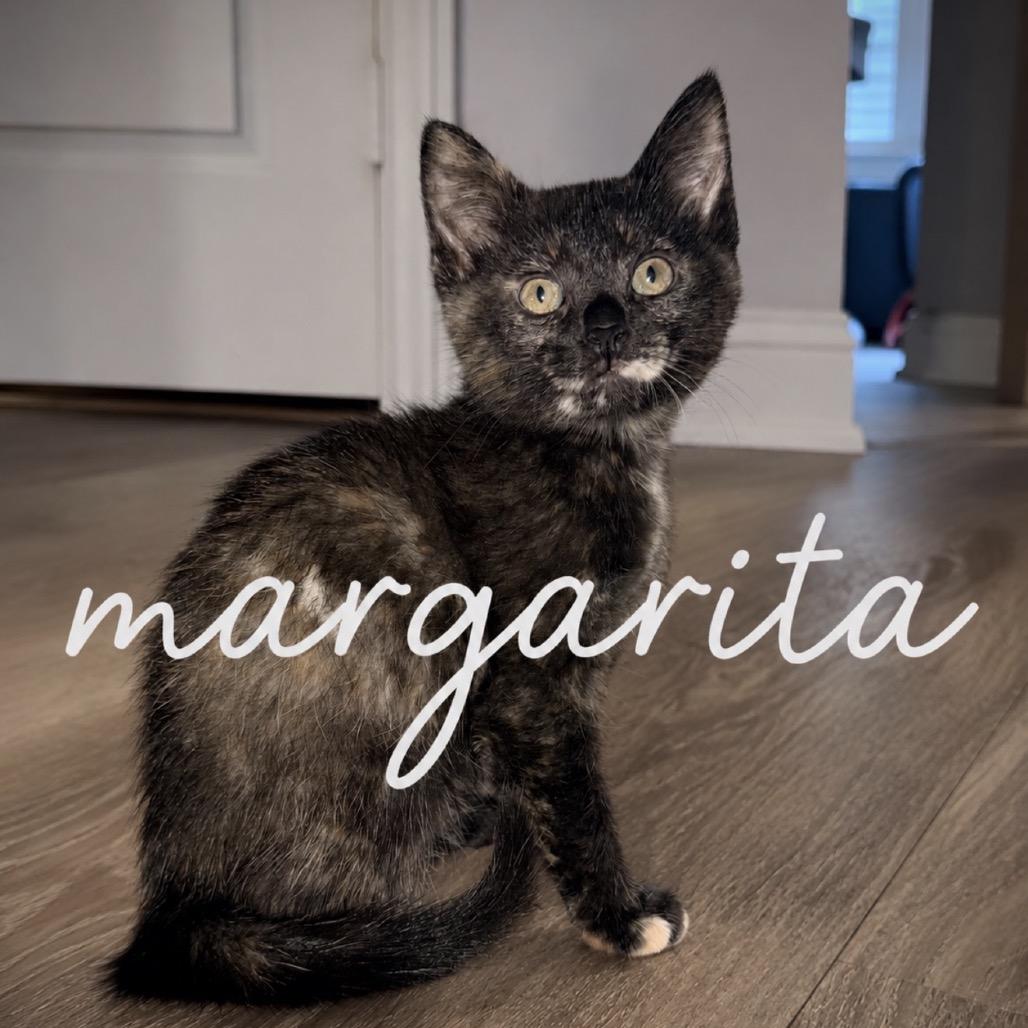 Margarita, a Adoptable Domestic Short Hair in Inman, SC image 2/3
