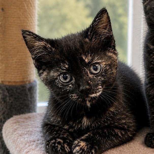 Margarita, a Adoptable Domestic Short Hair in Inman, SC image 3/3