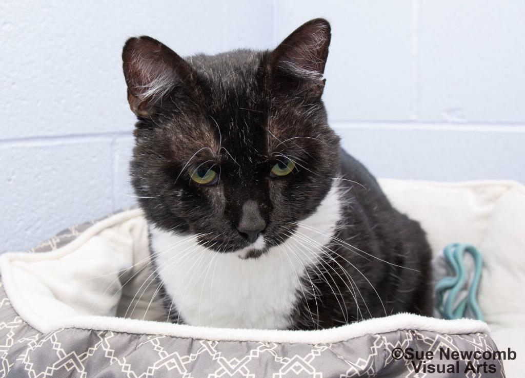 Fozzie Bear, Adoptable, Senior Male Domestic Short Hair.