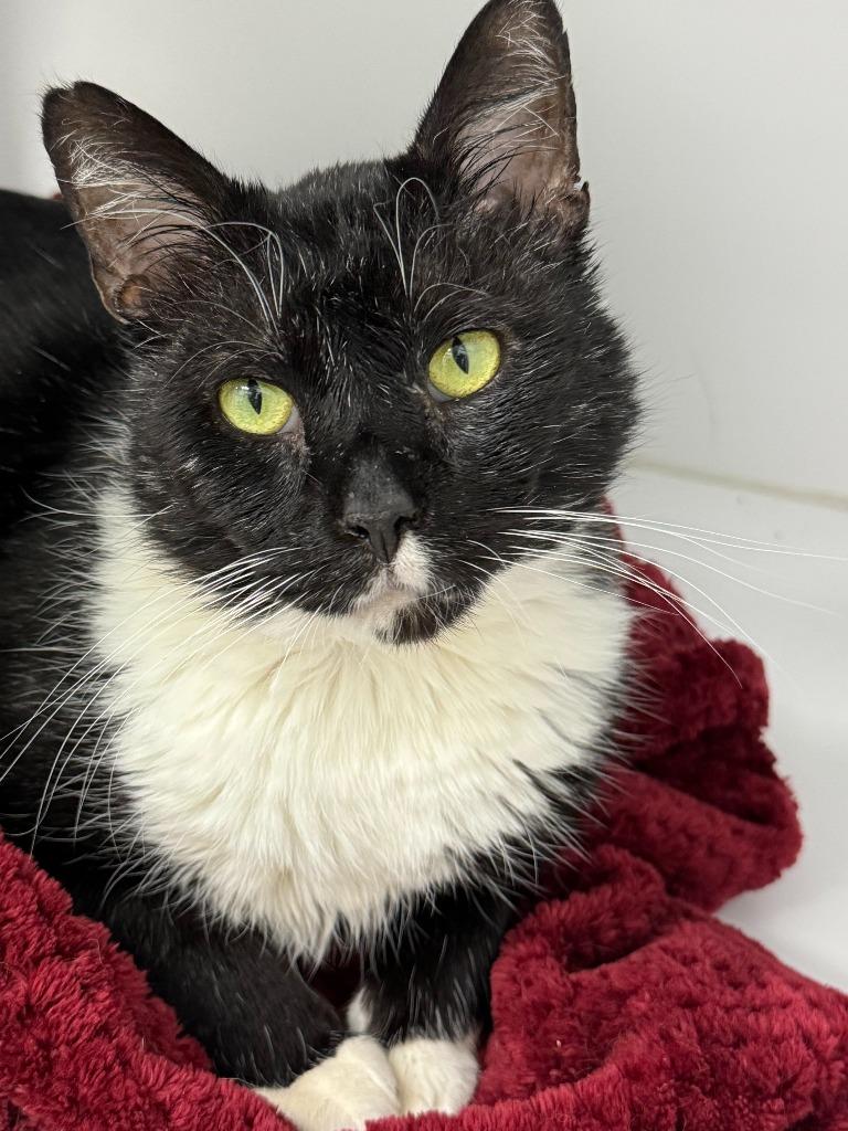 Enlarge Fozzie Bear, a Adoptable mixed breed in Shorewood, IL image 2/5