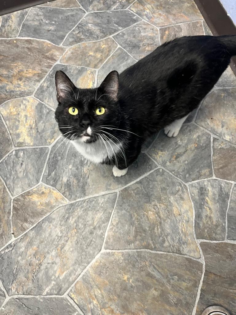 Enlarge Fozzie Bear, a Adoptable mixed breed in Shorewood, IL image 3/5