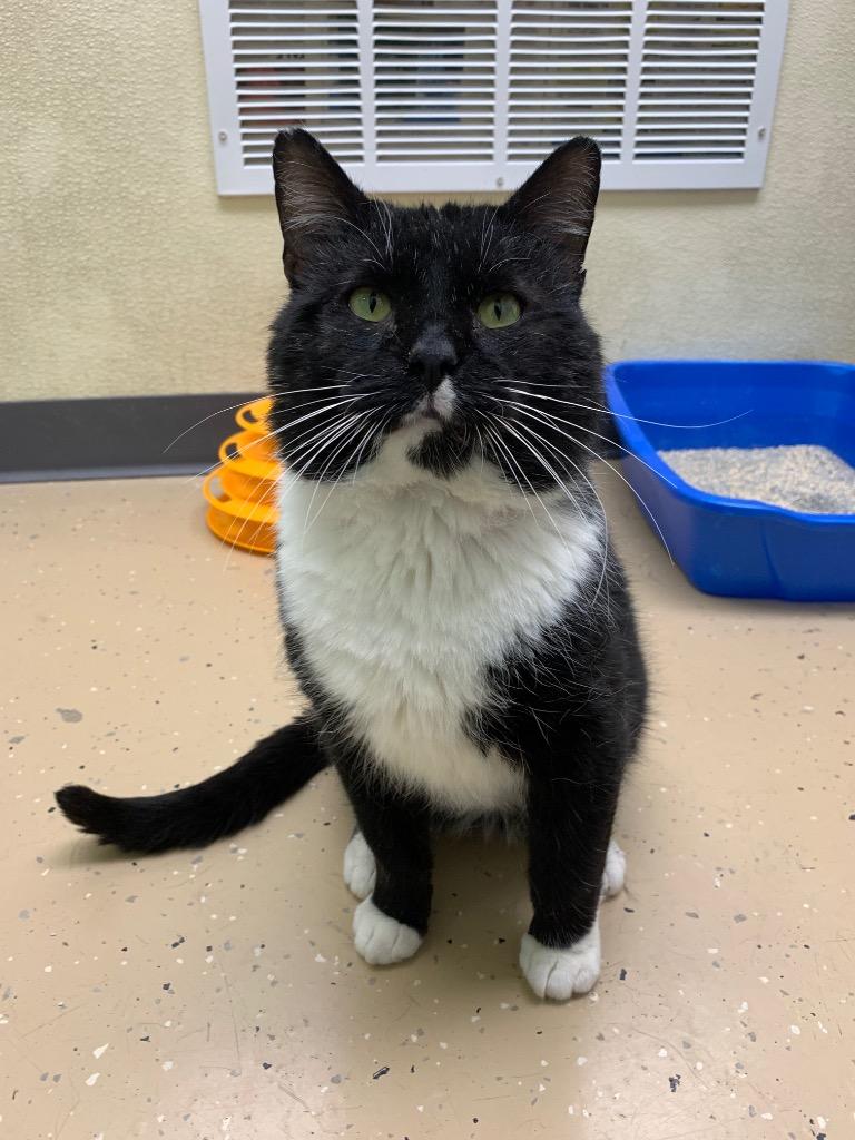 Enlarge Fozzie Bear, a Adoptable mixed breed in Shorewood, IL image 5/5