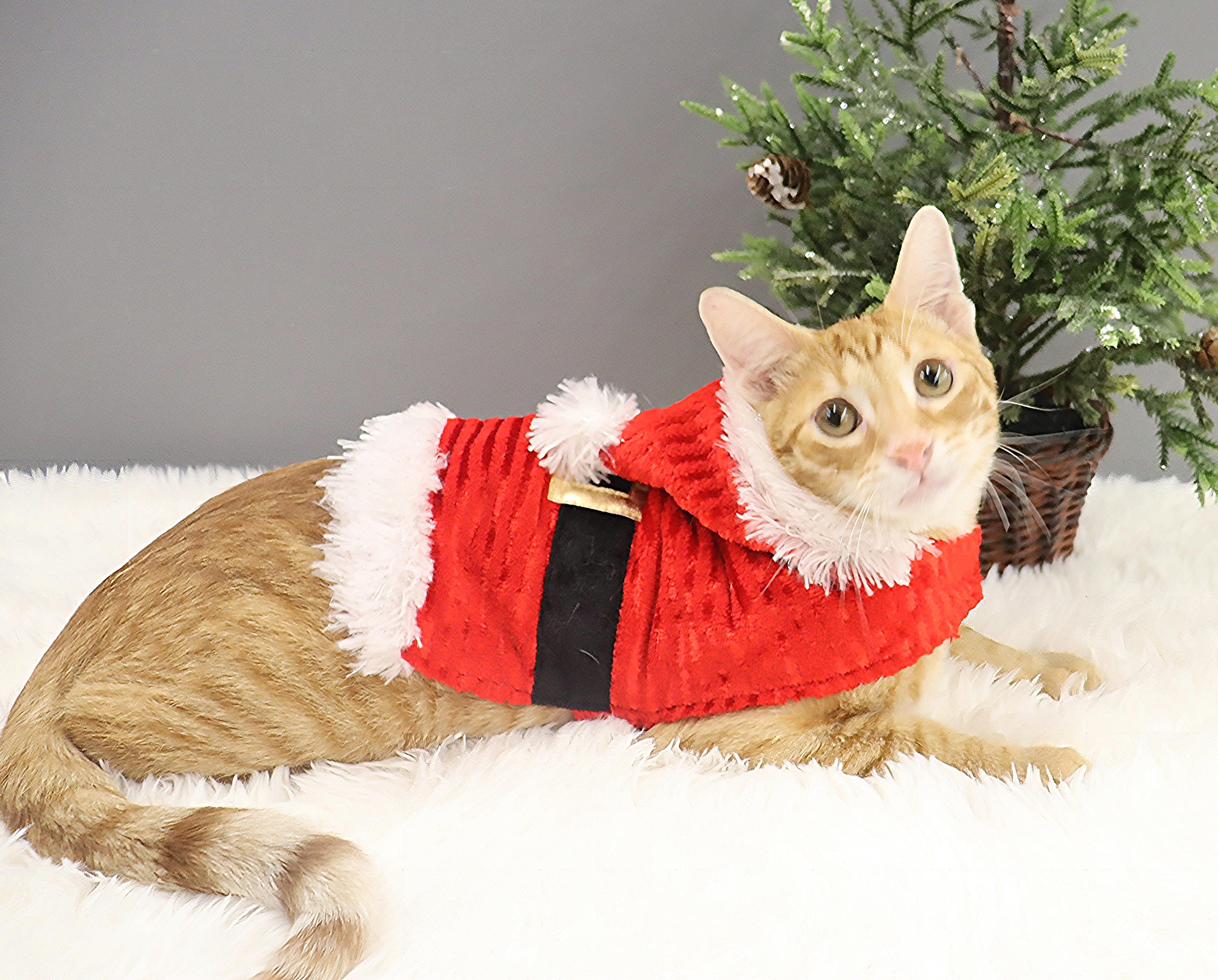 Wendell - Confident & Loving Kitten, a Adoptable Domestic Short Hair in League City, TX image 5/6