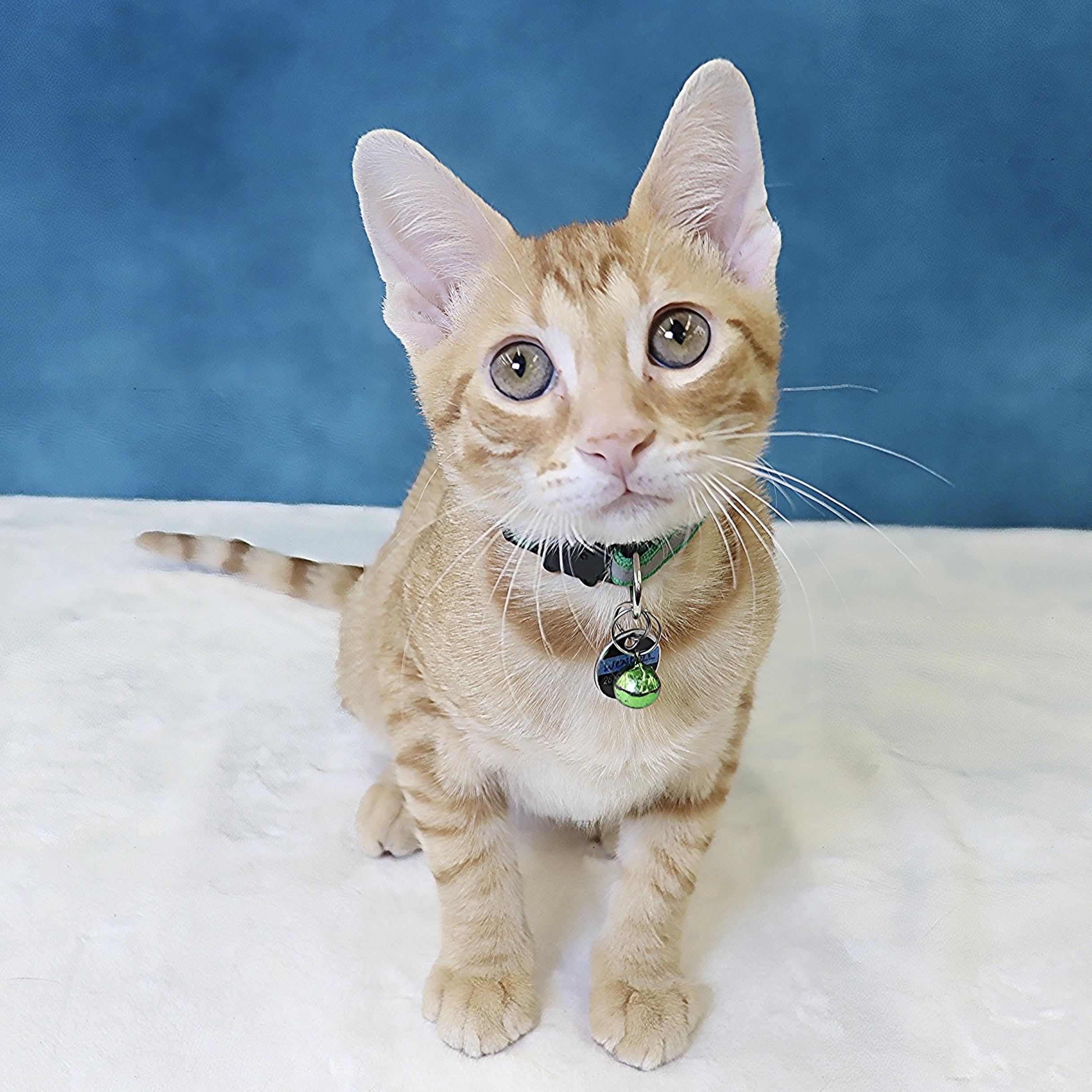 Wendell - Confident & Loving Kitten, a Adoptable Domestic Short Hair in League City, TX image 3/6