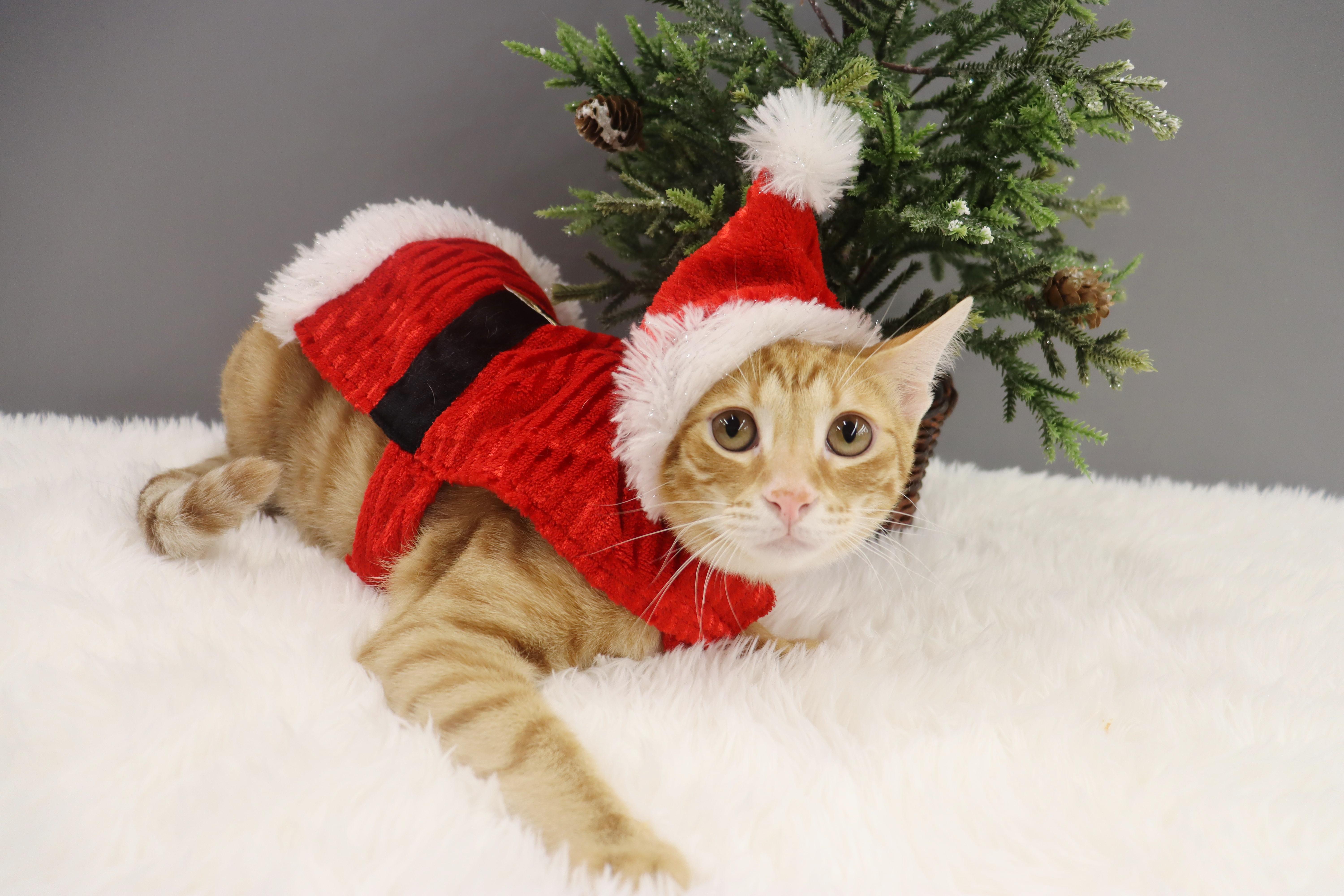 Wendell - Confident & Loving Kitten, a Adoptable Domestic Short Hair in League City, TX image 4/6