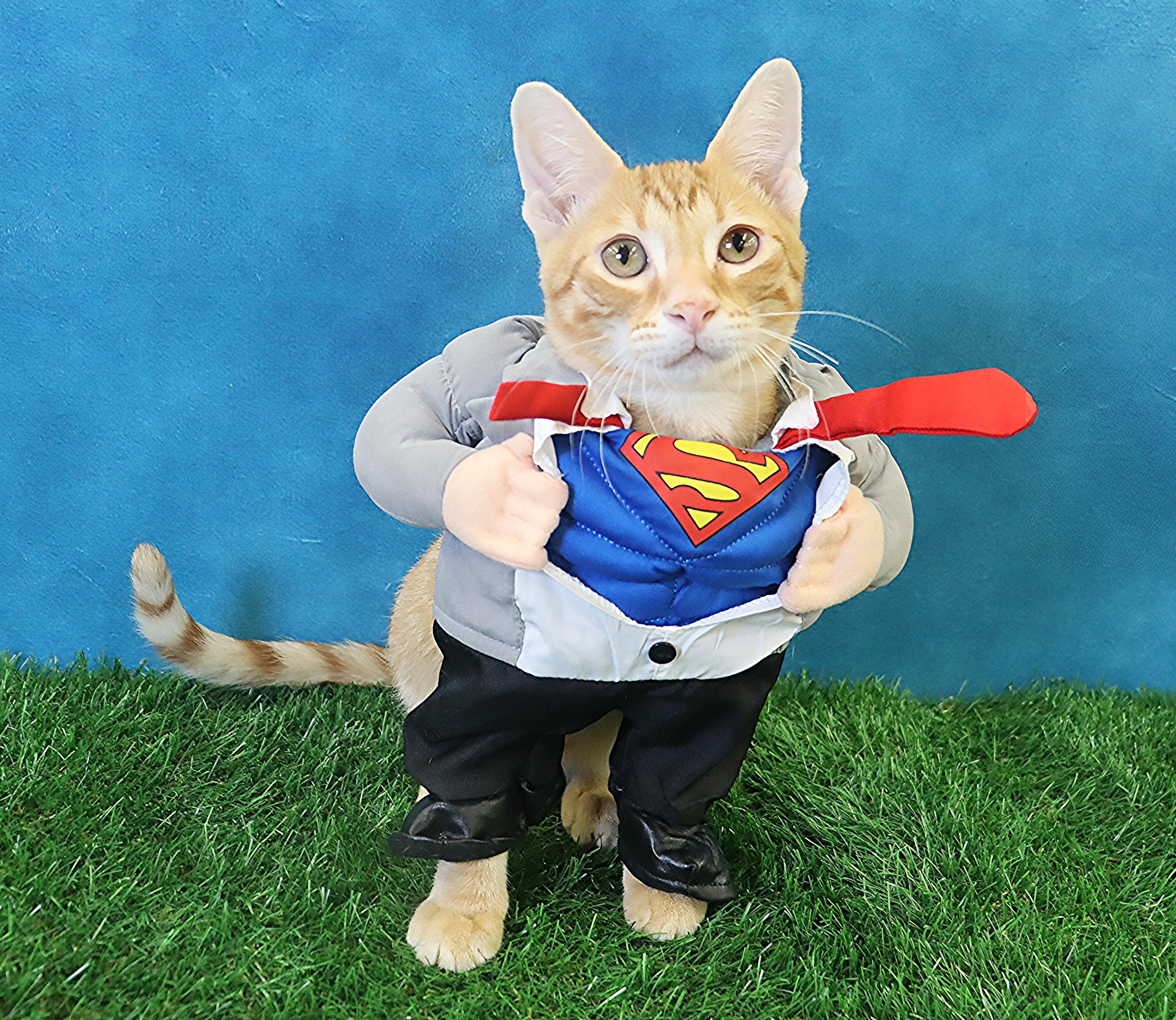 Wendell - Confident & Loving Kitten