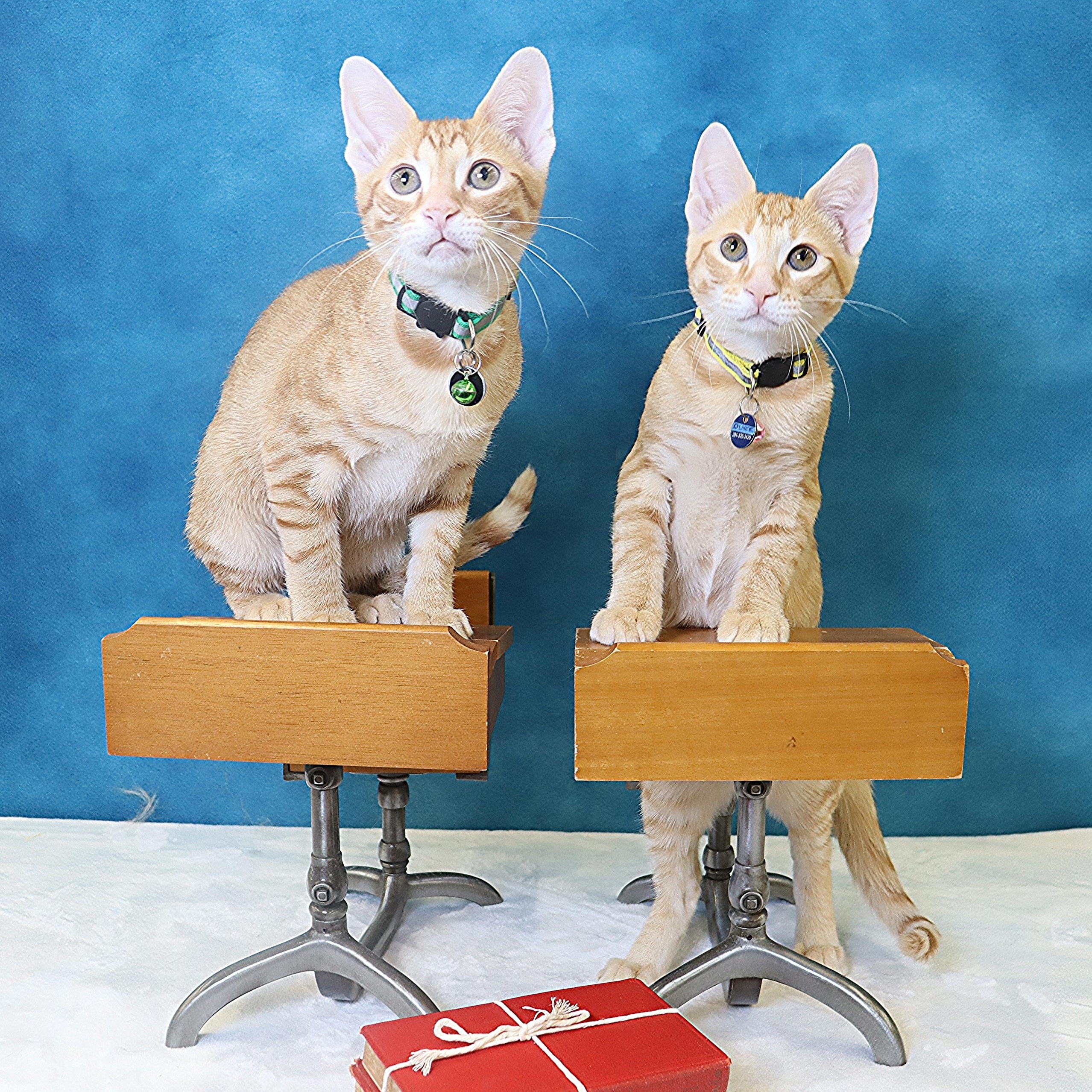 Wendell - Confident & Loving Kitten