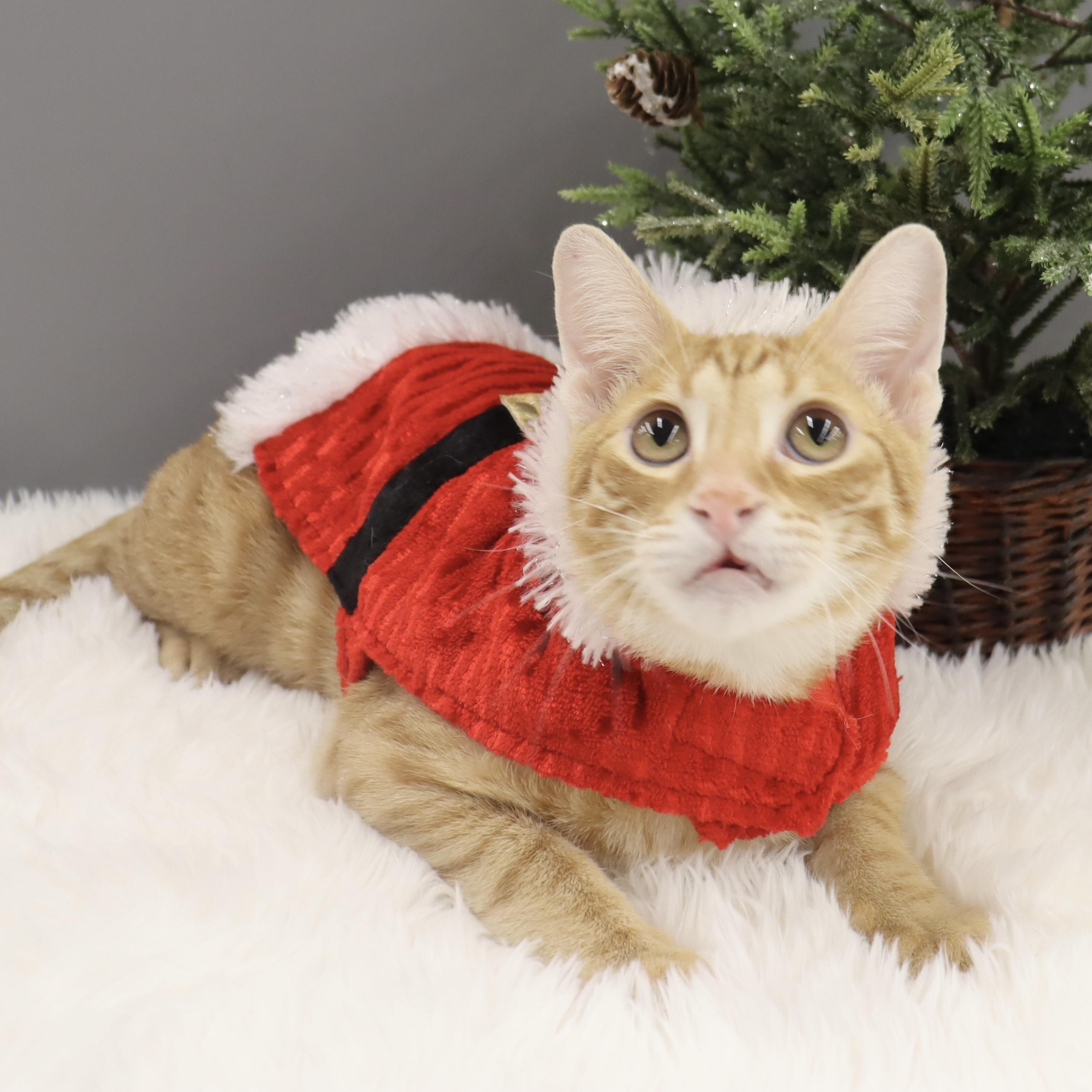 Wendell - Confident & Loving Kitten, Adoptable, Young Male Domestic Short Hair.