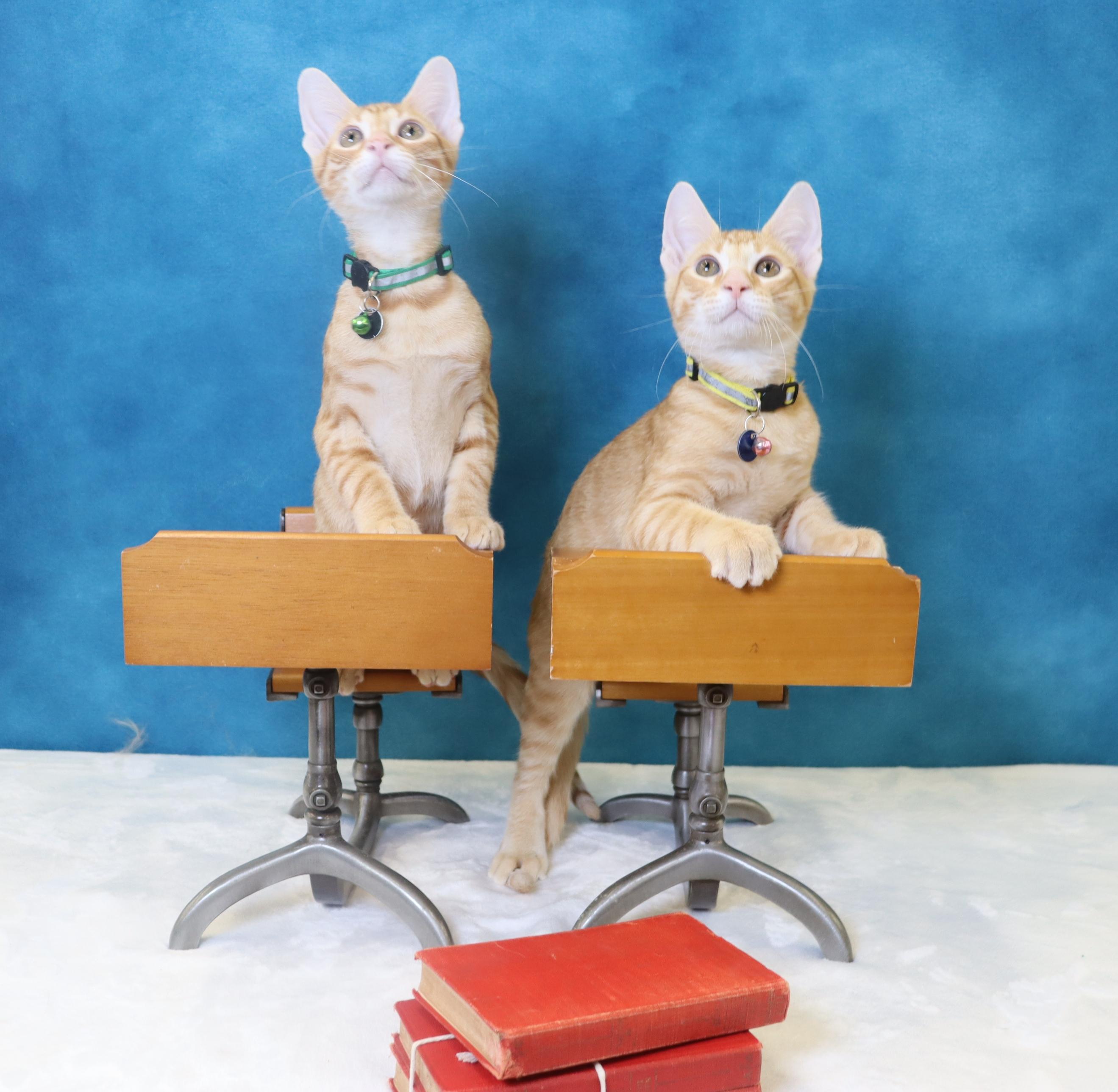 Wendell - Confident & Loving Kitten