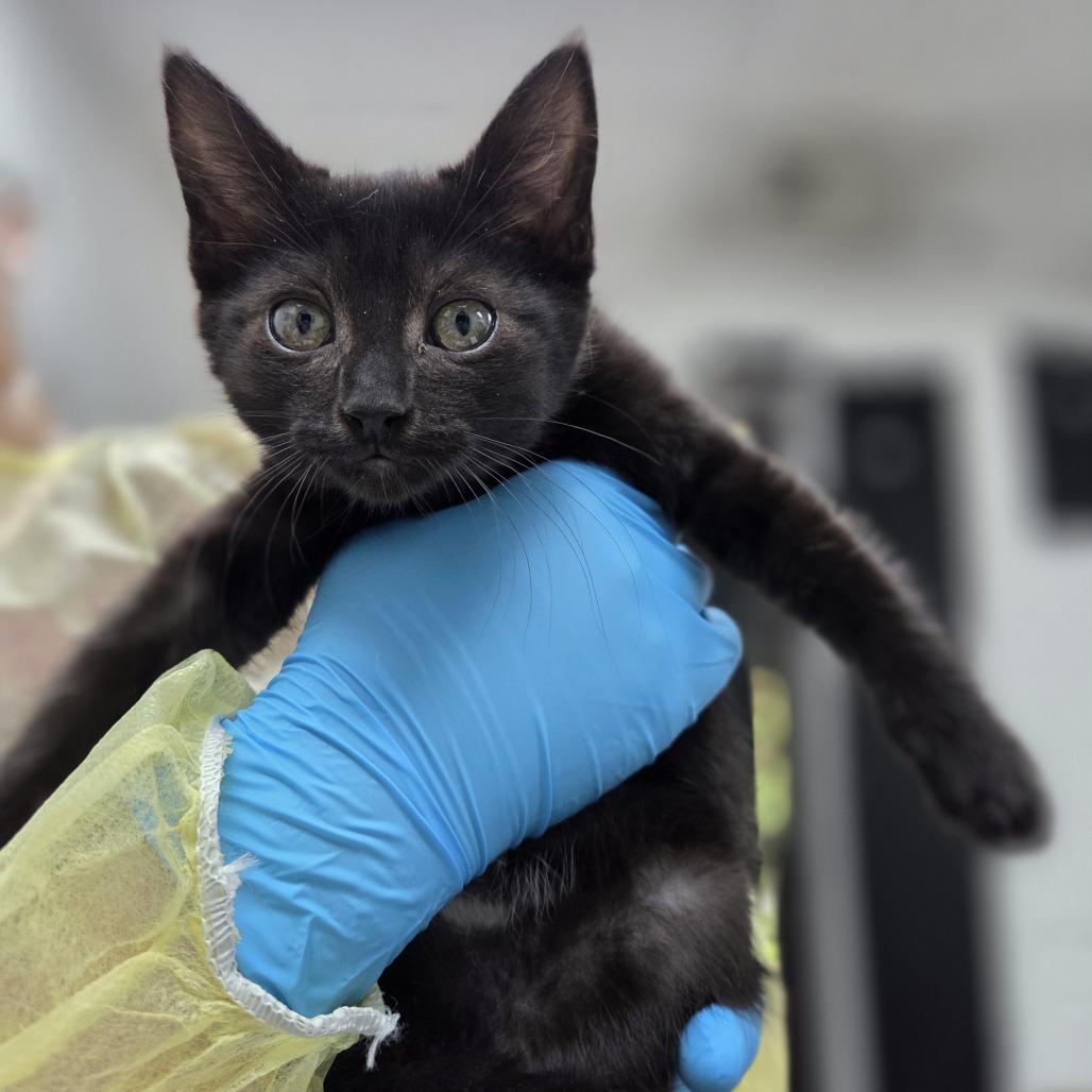 Mercury, Adoptable, Kitten Female Domestic Short Hair.