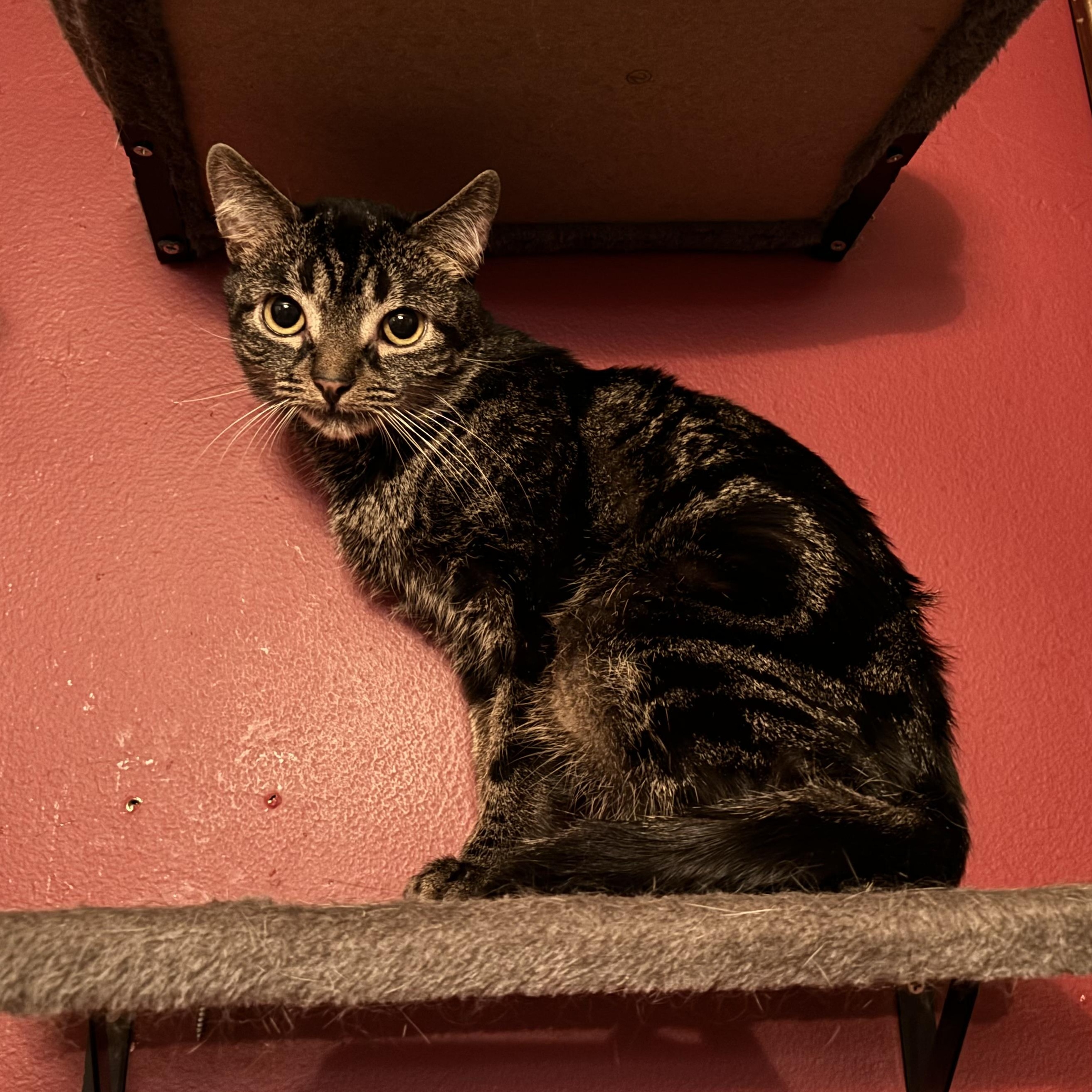 Max, Young Male unknown