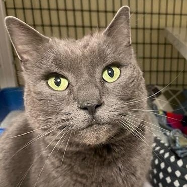 Enlarge Blizzard, a ADOPTABLE Domestic Short Hair in Braintree, MA image 1/5