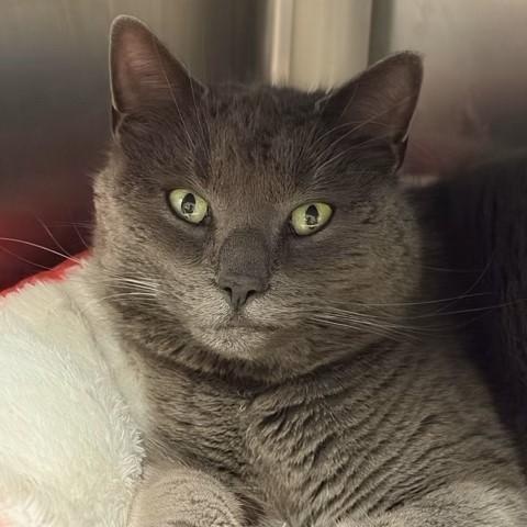 Enlarge Blizzard, a ADOPTABLE Domestic Short Hair in Braintree, MA image 1/6