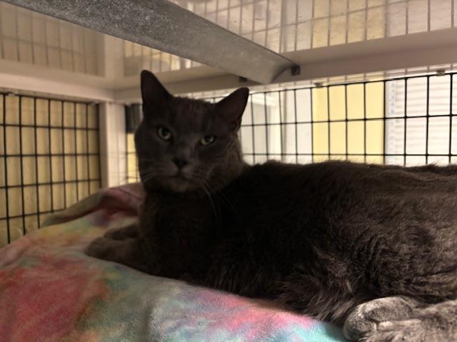 Enlarge Blizzard, a ADOPTABLE Domestic Short Hair in Braintree, MA image 2/5