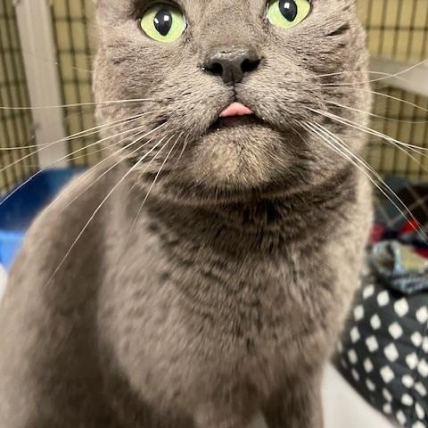 Enlarge Blizzard, a ADOPTABLE Domestic Short Hair in Braintree, MA image 4/5