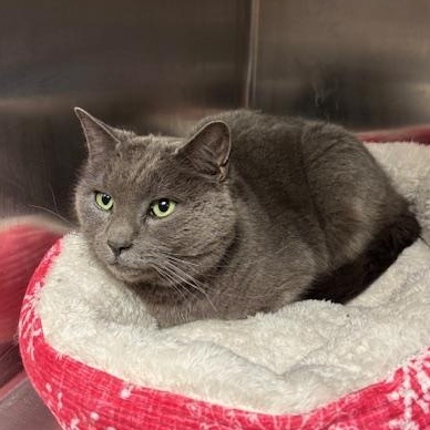 Enlarge Blizzard, a ADOPTABLE Domestic Short Hair in Braintree, MA image 1/1