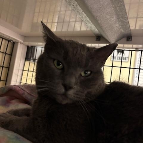 Enlarge Blizzard, a ADOPTABLE Domestic Short Hair in Braintree, MA image 5/5