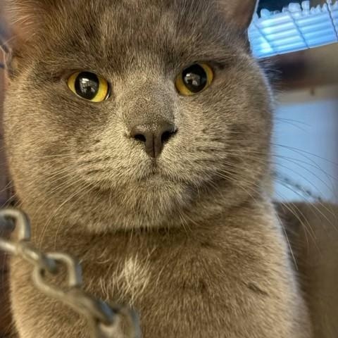 Enlarge Blizzard, a ADOPTABLE Domestic Short Hair in Braintree, MA image 5/6