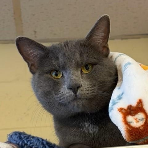 Enlarge Blizzard, a ADOPTABLE Domestic Short Hair in Braintree, MA image 6/6