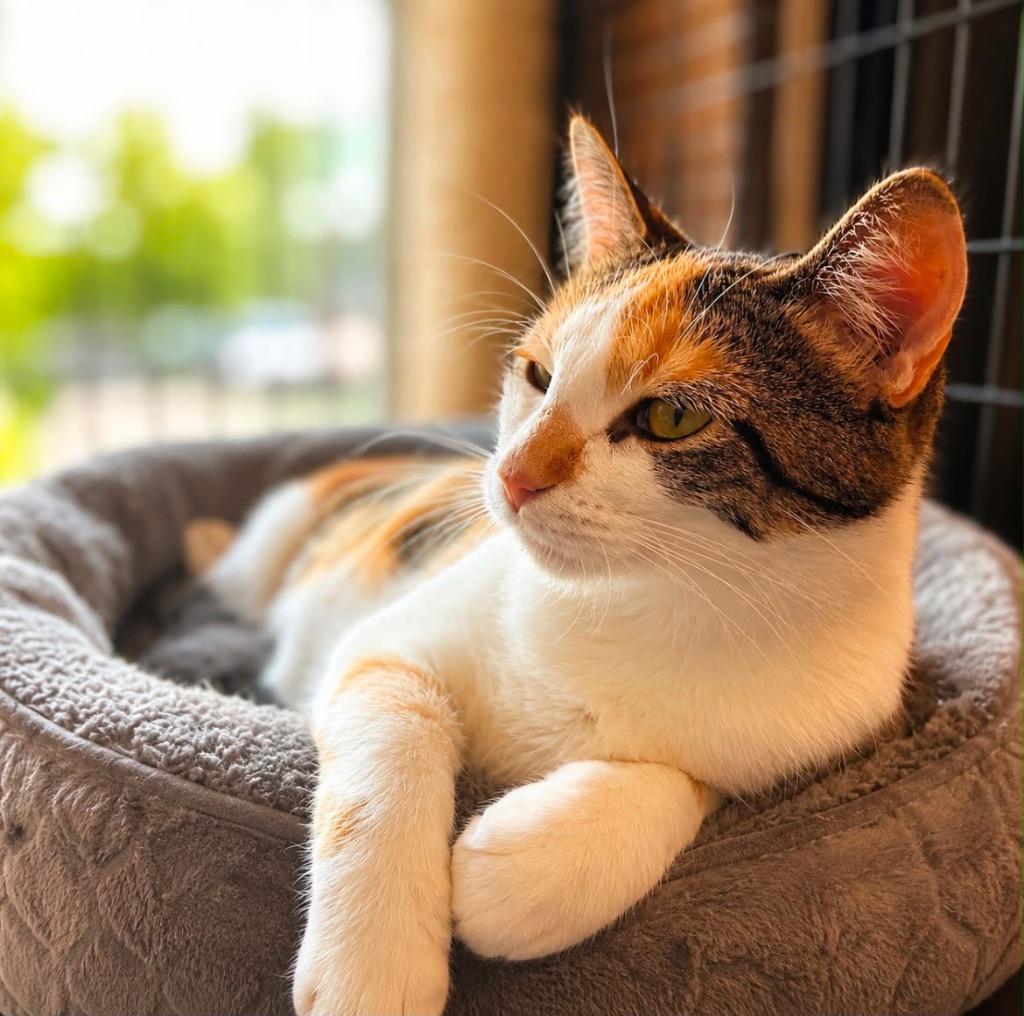 Lady Luck, Adoptable, Young Female Domestic Short Hair.