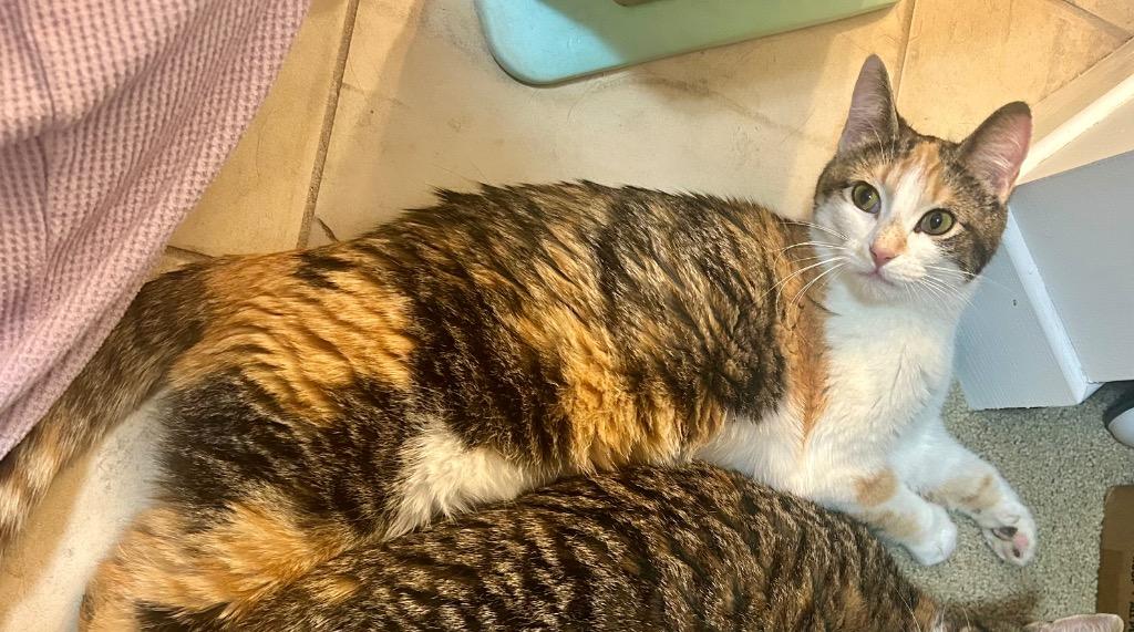 Enlarge Lady Luck, a Adoptable mixed breed in Calgary, AB image 2/6