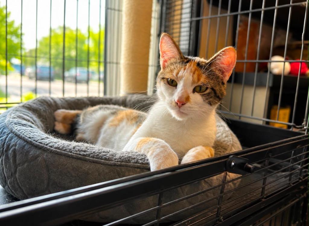 Enlarge Lady Luck, a Adoptable mixed breed in Calgary, AB image 5/6