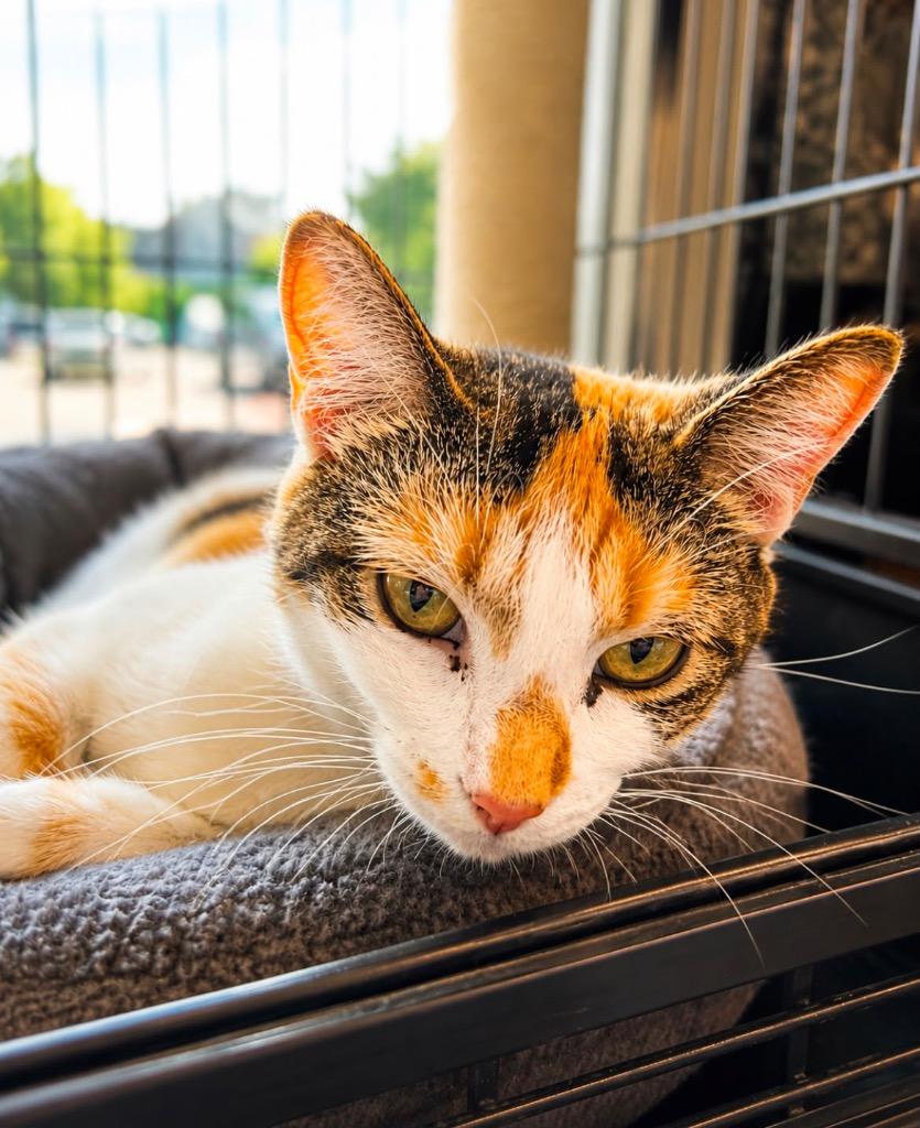 Enlarge Lady Luck, a Adoptable mixed breed in Calgary, AB image 6/6