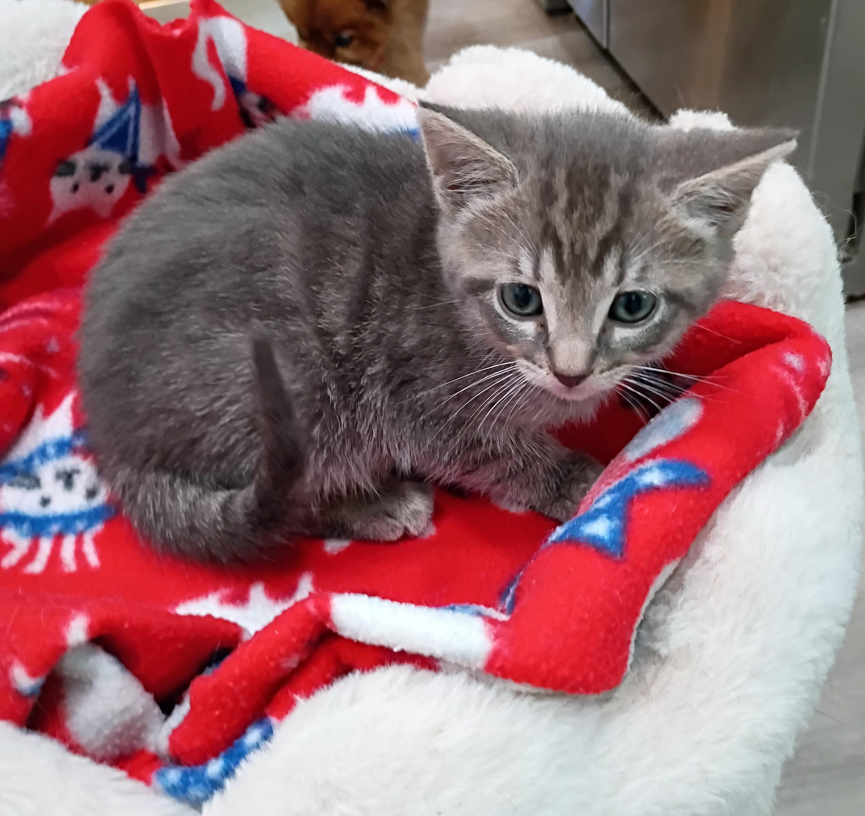 Nancy - super snuggly, an adopted Domestic Short Hair in Hendersonville, TN image 1/2