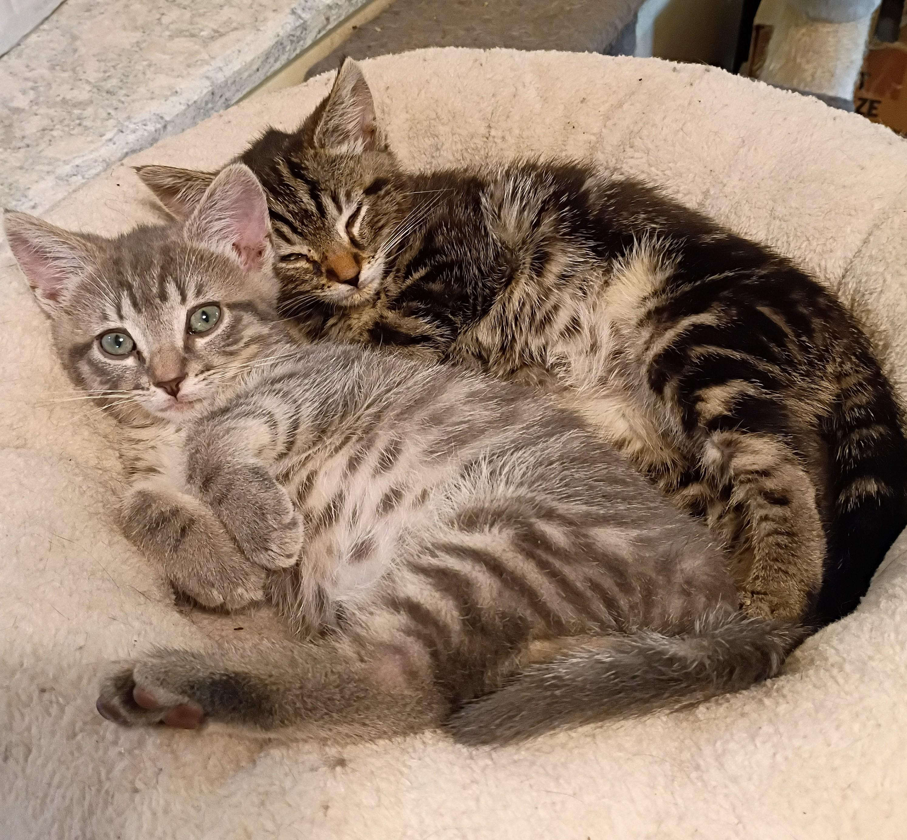 Nancy - super snuggly, an adopted Domestic Short Hair in Hendersonville, TN image 2/2