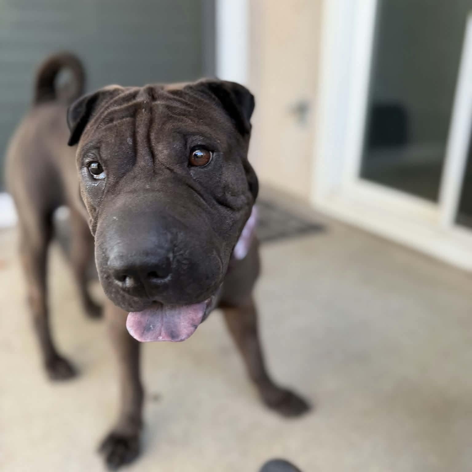 Enlarge Kane, a ADOPTABLE Shar-Pei in Pomona, CA image 2/5