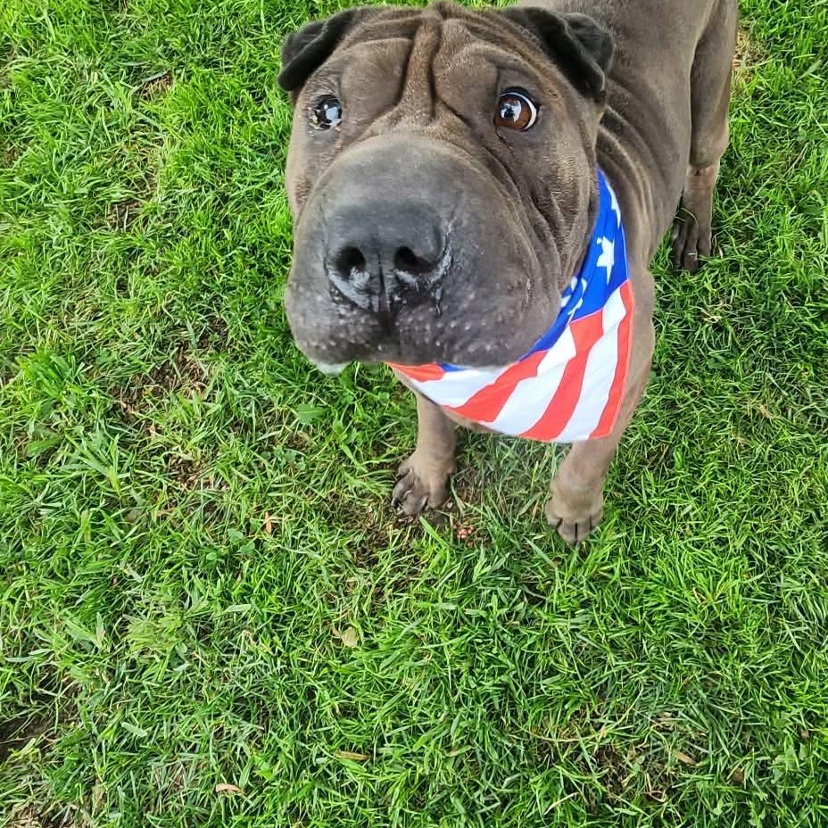 Enlarge Kane, a ADOPTABLE Shar-Pei in Pomona, CA image 1/5