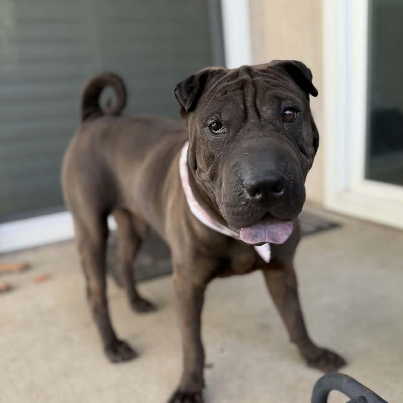 Enlarge Kane, a ADOPTABLE Shar-Pei in Pomona, CA image 4/5