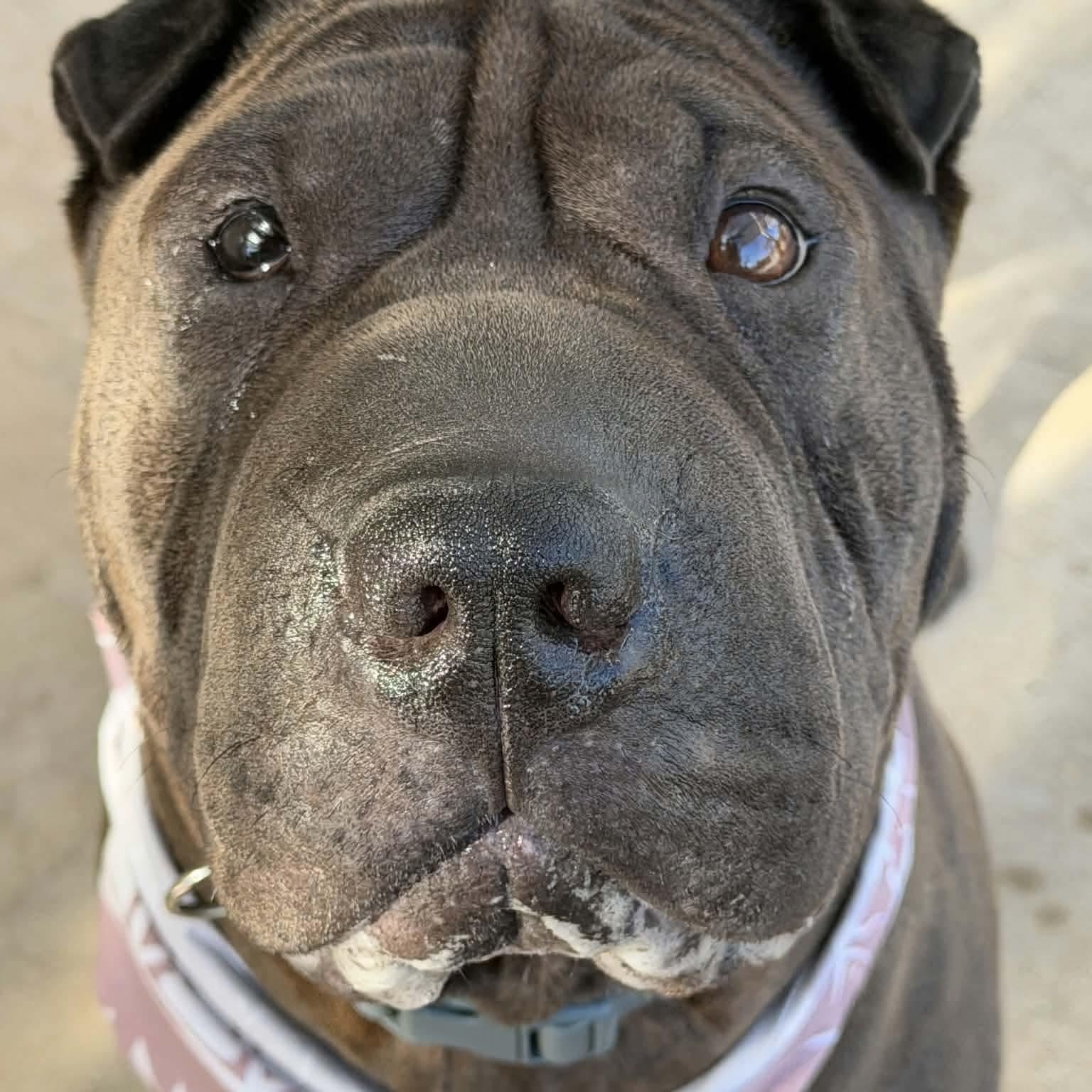 Enlarge Kane, a ADOPTABLE Shar-Pei in Pomona, CA image 5/5