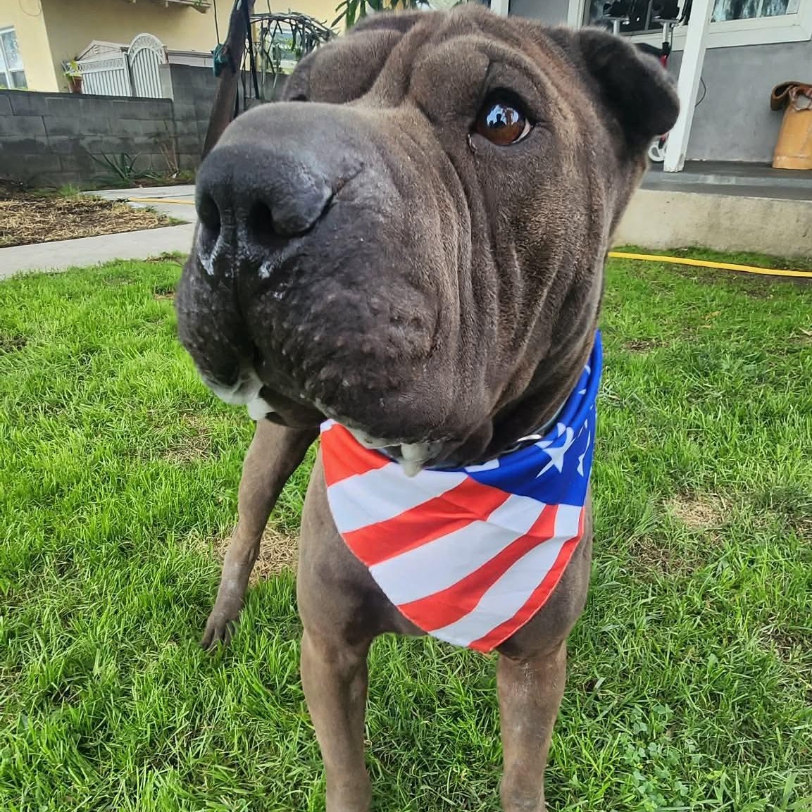 Enlarge Kane, a ADOPTABLE Shar-Pei in Pomona, CA image 3/5
