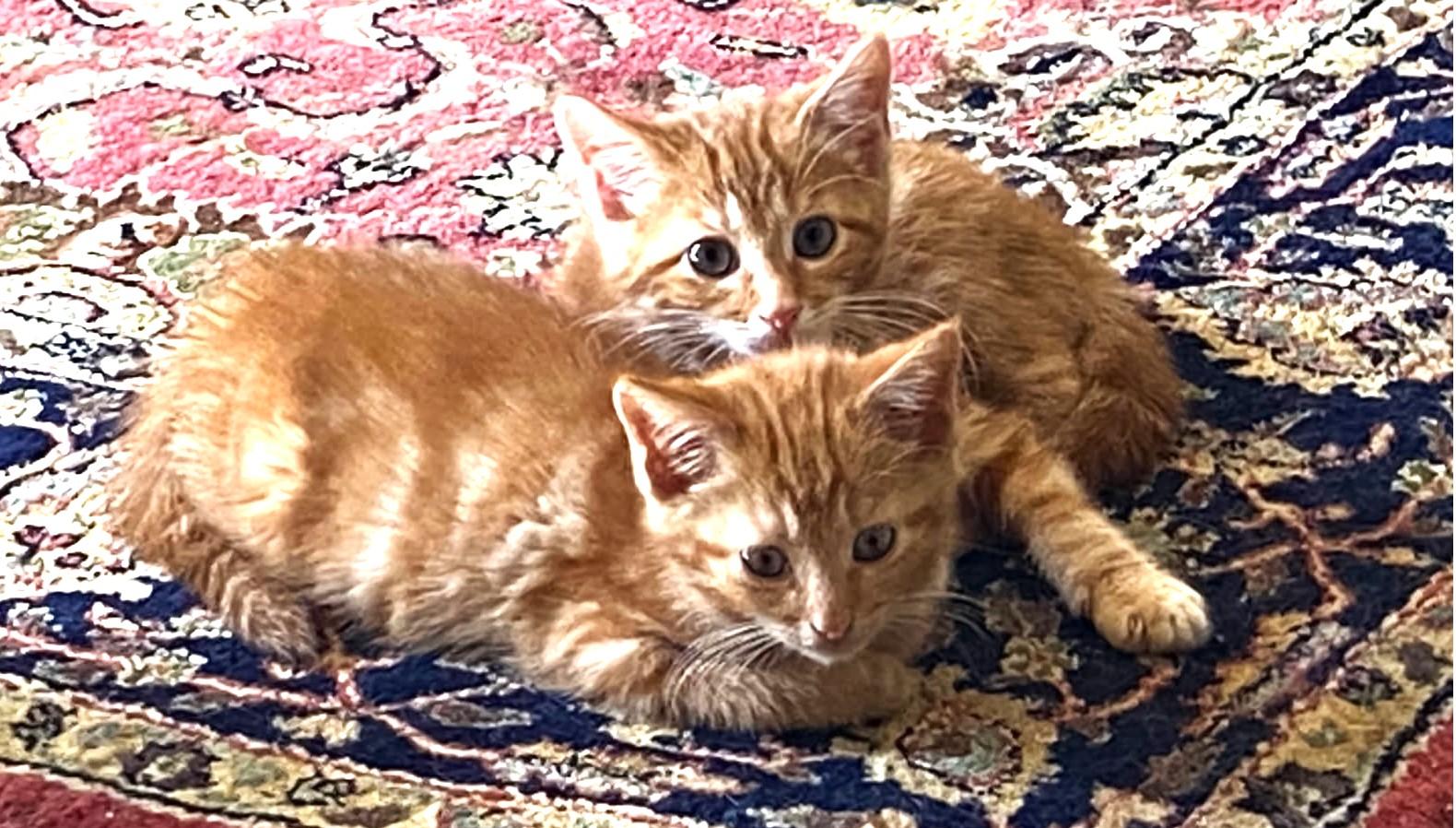 Maple, Adoptable, Kitten Male Tabby.