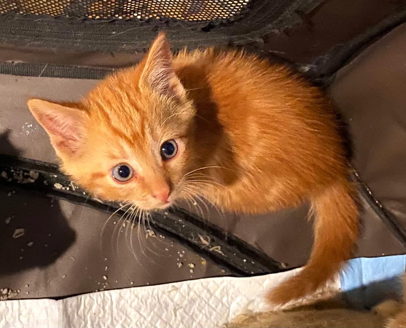 Enlarge Maple, a Adopted mixed breed in Ypsilanti, MI image 2/4