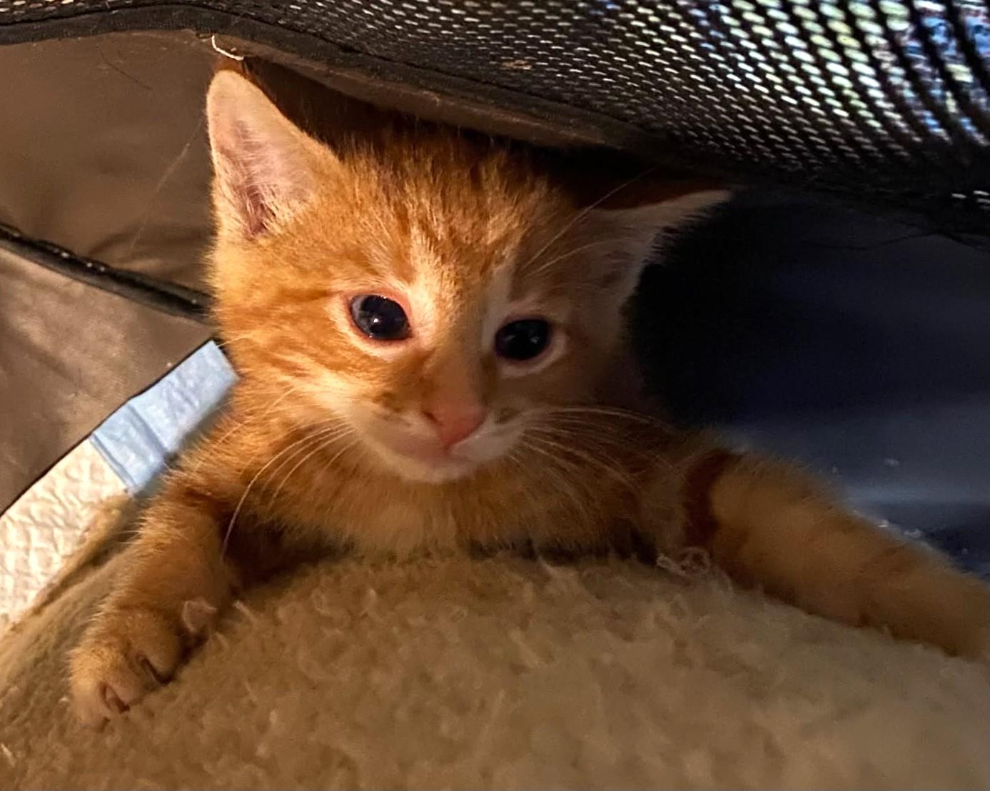 Enlarge Maple, a Adopted mixed breed in Ypsilanti, MI image 3/4