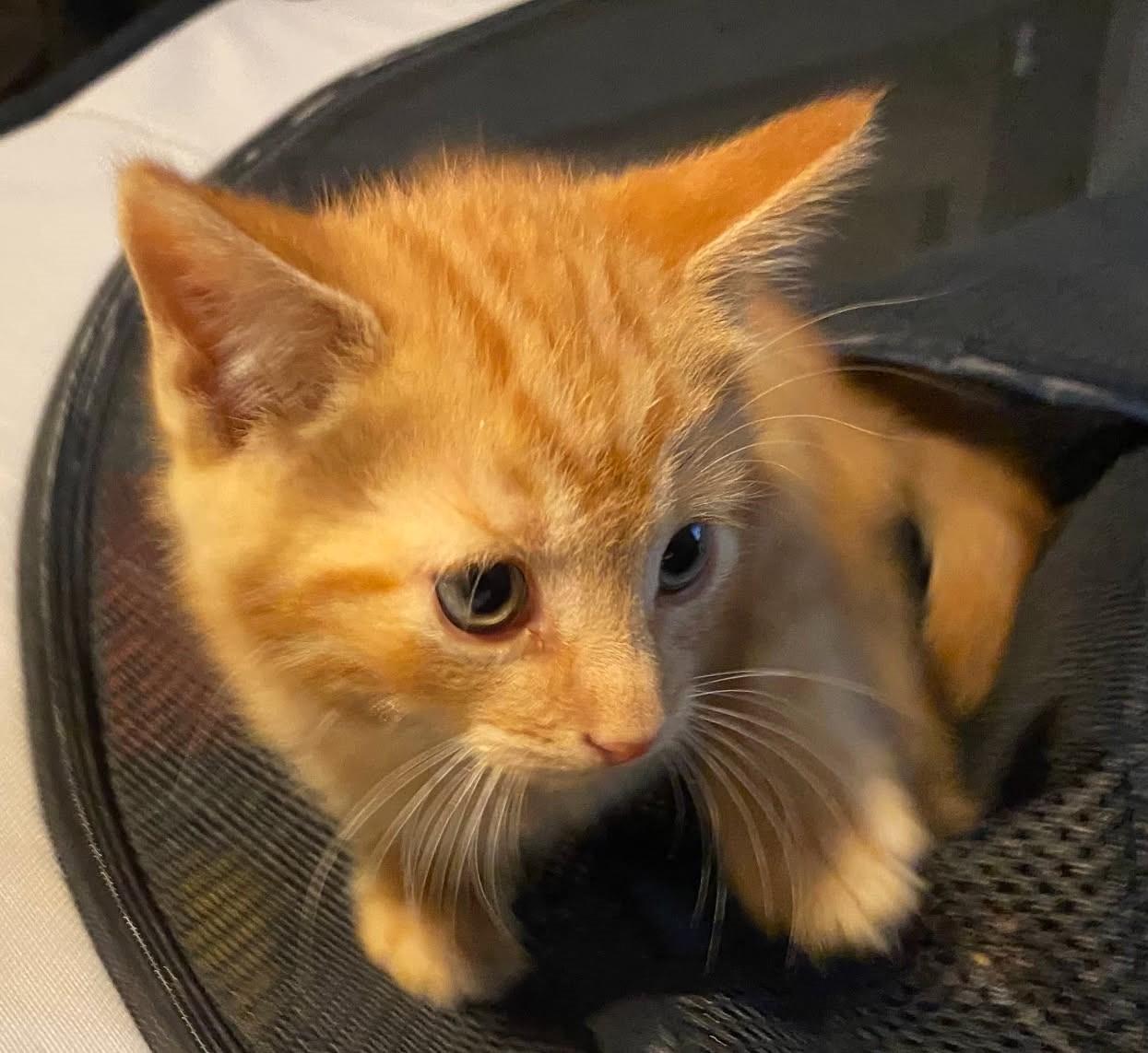 Enlarge Maple, a Adopted mixed breed in Ypsilanti, MI image 4/4