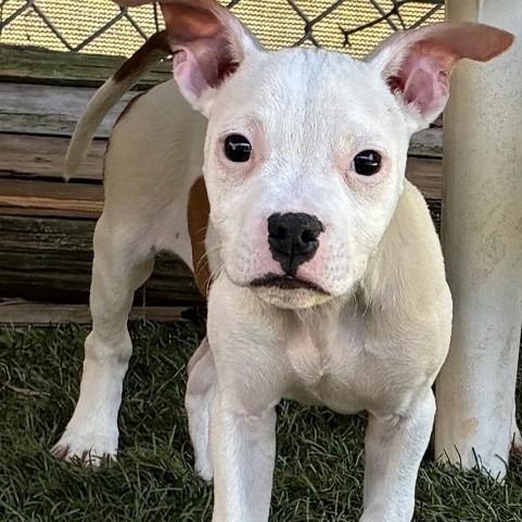 NY NooNoo (Foster in Ossining NY), Adoptable, Young Female Boxer & American Bulldog.
