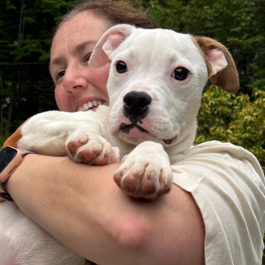 NY NooNoo (Foster in Ossining NY), a Adoptable mixed breed in Eastford, CT image 3/3