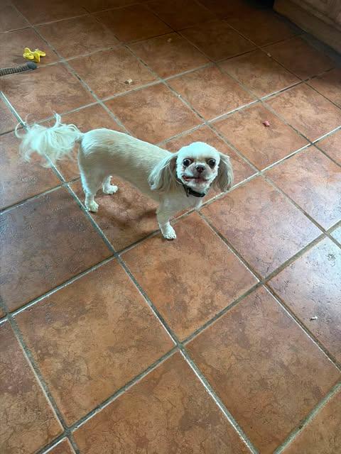 Milo, Adopted, Young Male Mixed Breed.