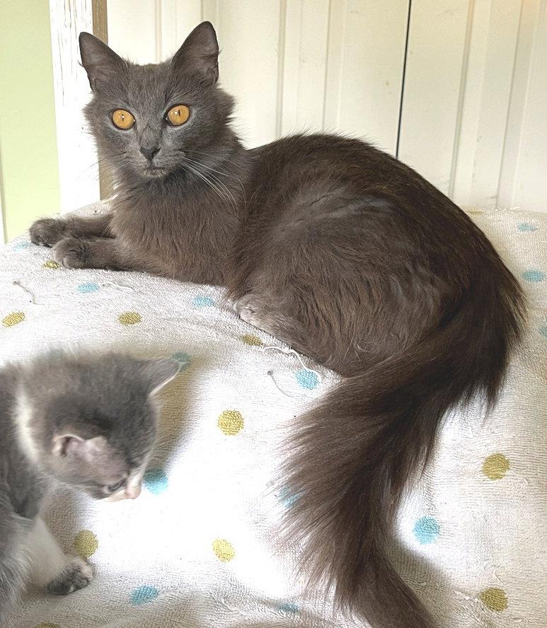 Truffle, a Adopted Domestic Medium Hair in Carrollton, GA image 1/3