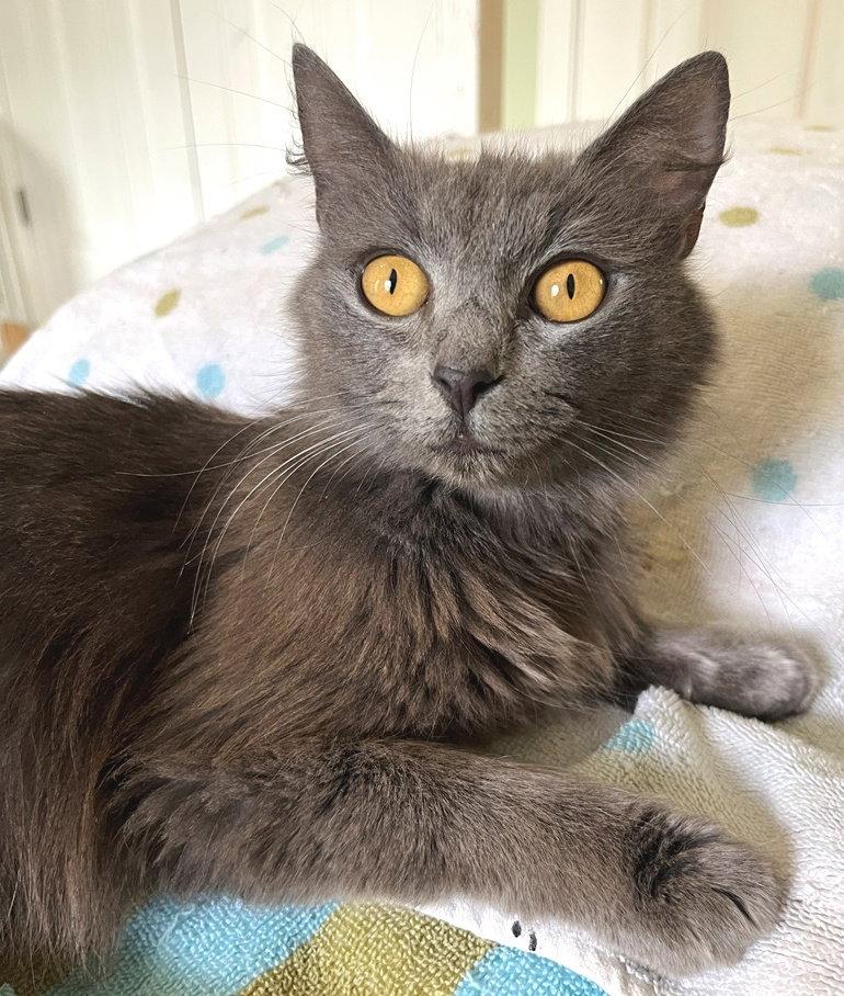 Truffle, a Adopted Domestic Medium Hair in Carrollton, GA image 2/3