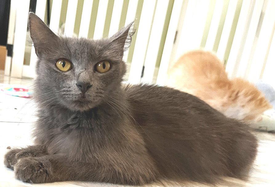 Truffle, a Adopted Domestic Medium Hair in Carrollton, GA image 3/3